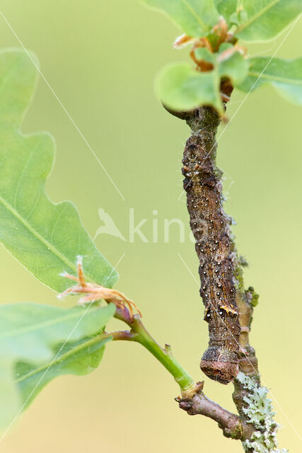 Scalloped Oak (Crocallis elinguaria)