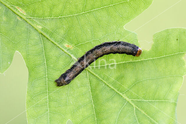 Twin-spotted Quaker (Orthosia munda)