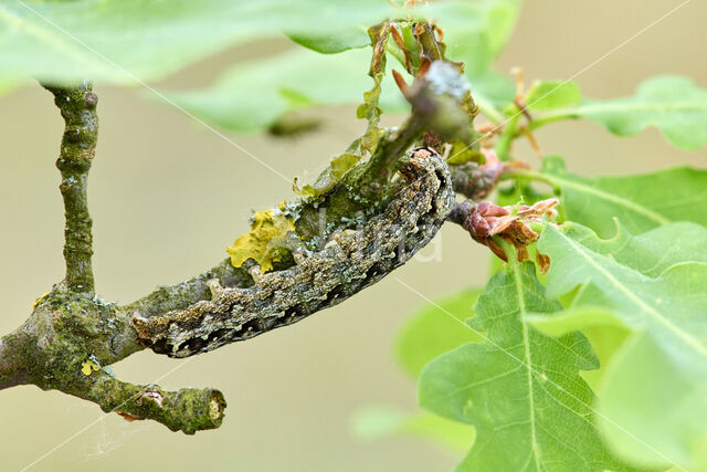 Diana-uil (Dichonia aprilina)