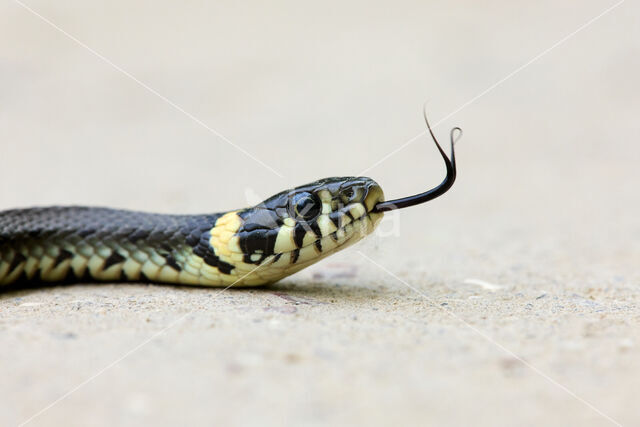 Grass Snake (Natrix natrix)