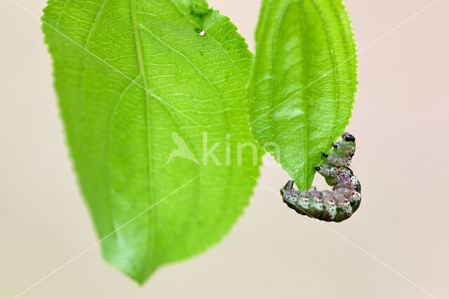 Wegedoornspanner (Philereme transversata)