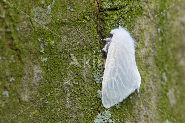 White Satin Moth (Leucoma salicis)