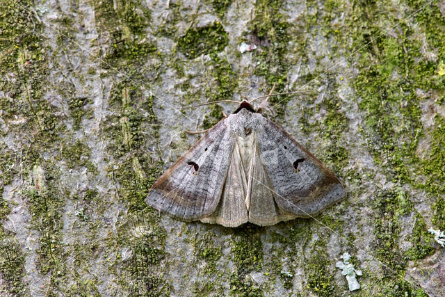 The Blackneck (Lygephila pastinum)