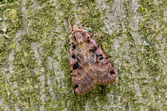 Double-Square-spot (Xestia triangulum)