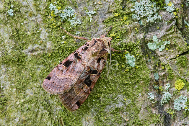 Double-Square-spot (Xestia triangulum)