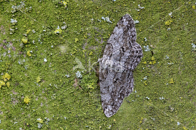 Great Oak Beauty (Hypomecis roboraria)