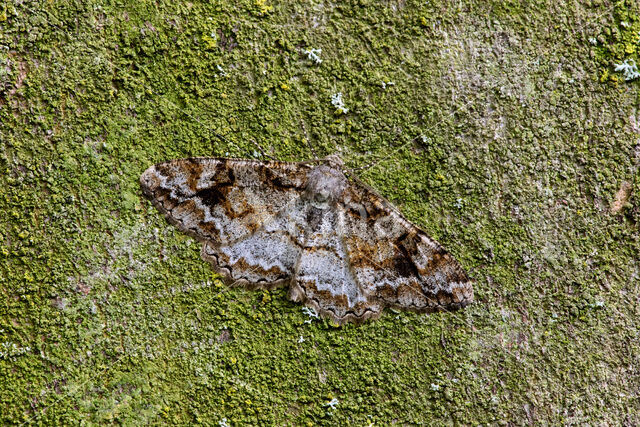 Mottled Beauty (Alcis repandata)