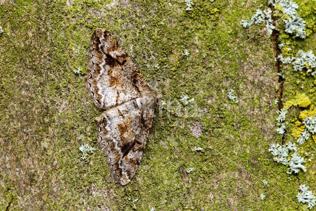 Variabele spikkelspanner (Alcis repandata)