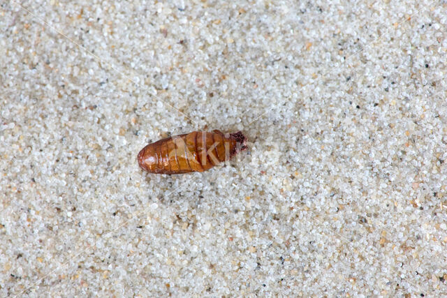 Northern Winter Moth (Operophtera fagata)