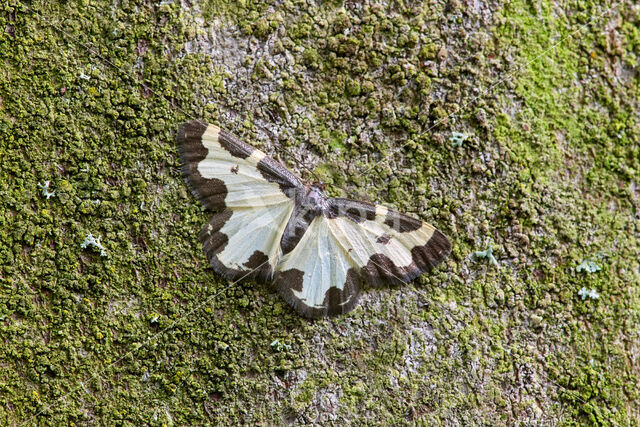 Gerande spanner (Lomaspilis marginata)