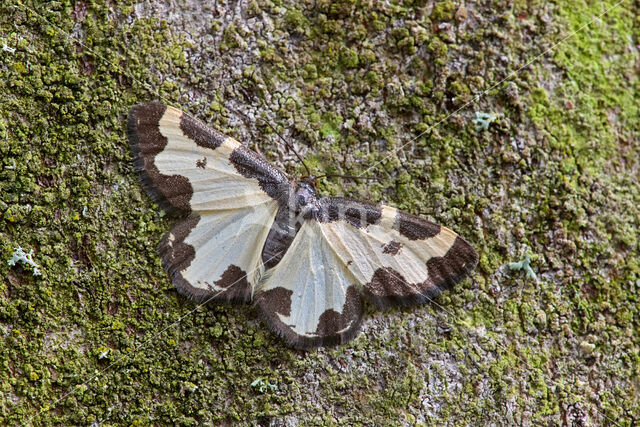 Gerande spanner (Lomaspilis marginata)