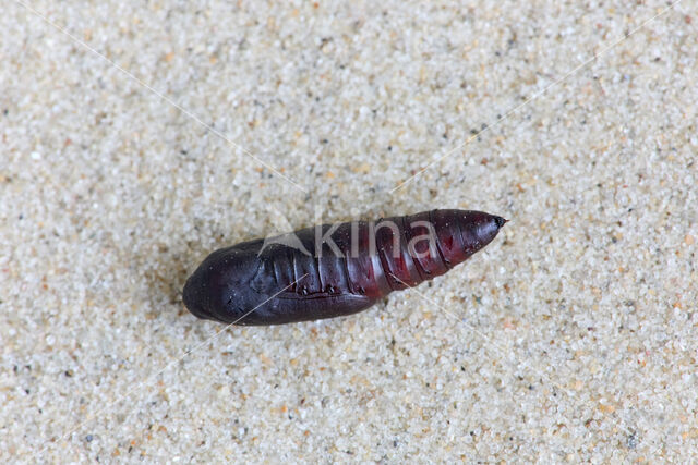 The Blackneck (Lygephila pastinum)