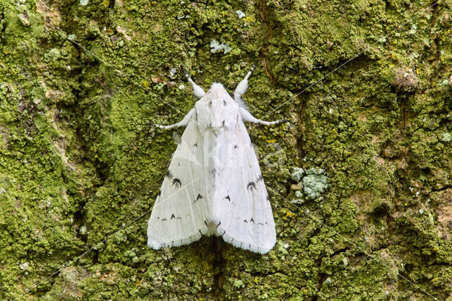 Schaapje (Acronicta leporina)