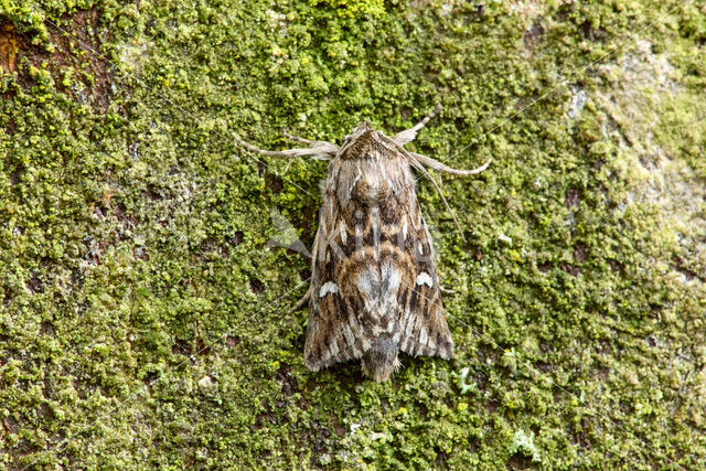 Vlasbekuiltje (Calophasia lunula)