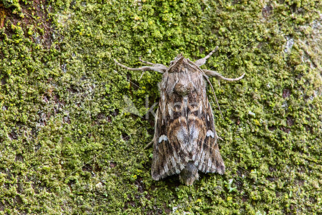 Vlasbekuiltje (Calophasia lunula)