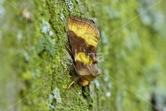 Burnished Brass (Diachrysia chrysitis)