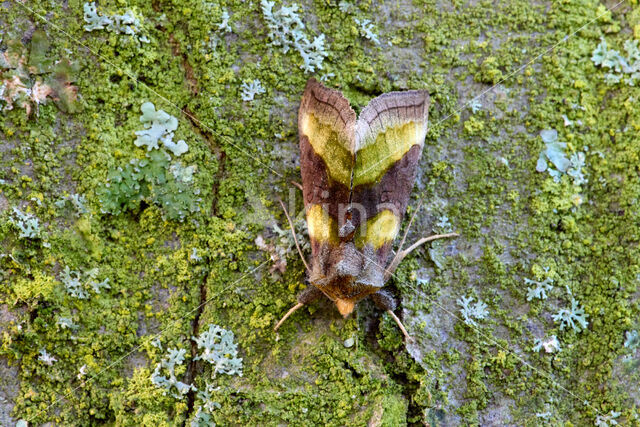 Burnished Brass (Diachrysia chrysitis)