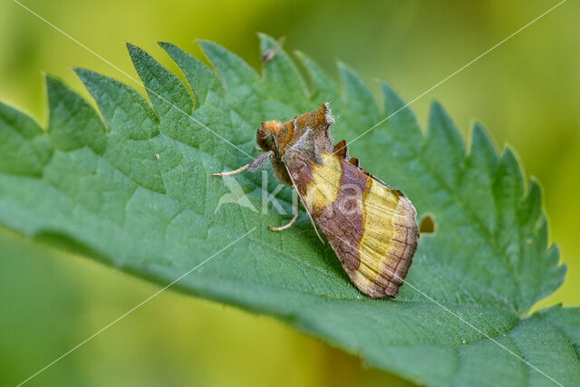 Burnished Brass (Diachrysia chrysitis)