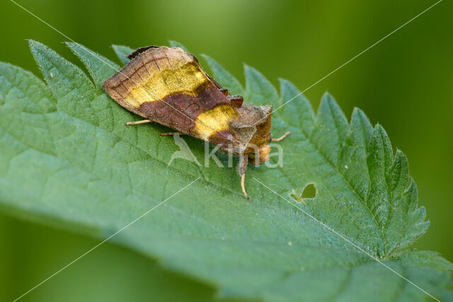 Burnished Brass (Diachrysia chrysitis)