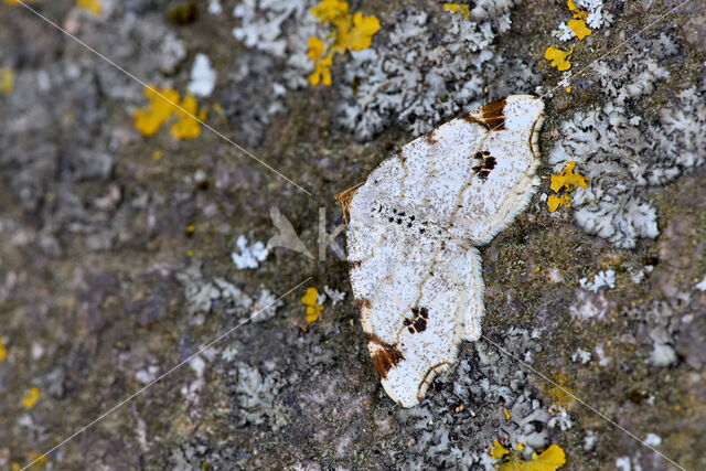 Peacock Moth (Semiothisa notata)