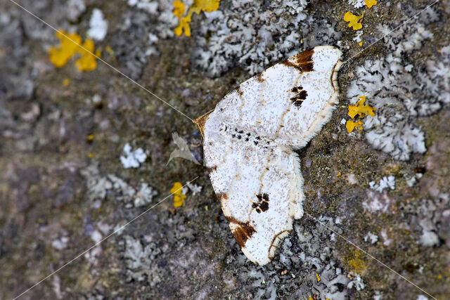 Peacock Moth (Semiothisa notata)