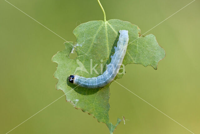 Lead-coloured Drab (Orthosia populeti)