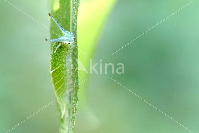 Grote weerschijnvlinder (Apatura iris)