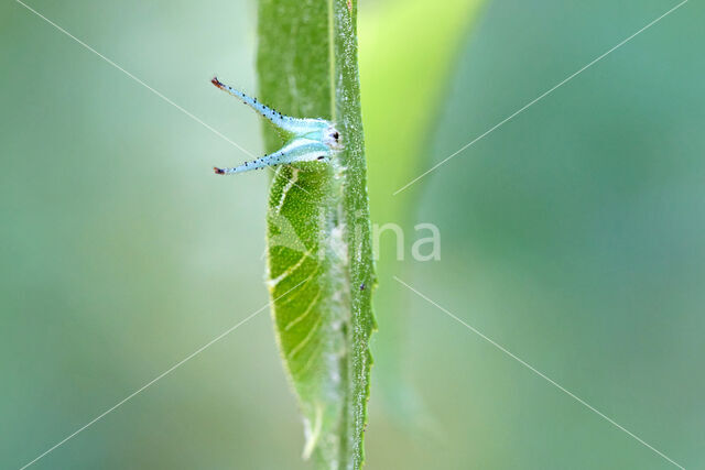 Grote weerschijnvlinder (Apatura iris)