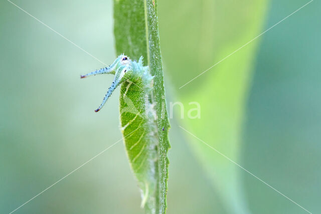 Grote weerschijnvlinder (Apatura iris)