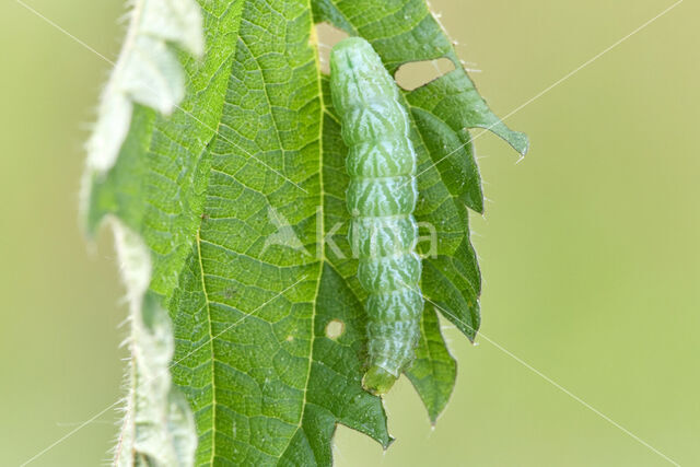 Burnished Brass (Diachrysia chrysitis)