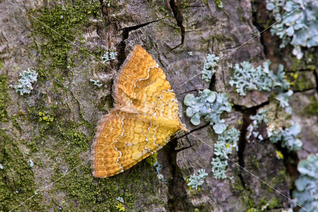 Gestreepte goudspanner (Camptogramma bilineata)