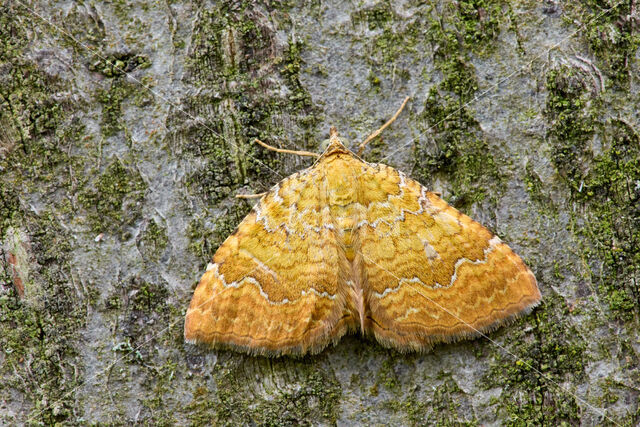 Gestreepte goudspanner (Camptogramma bilineata)