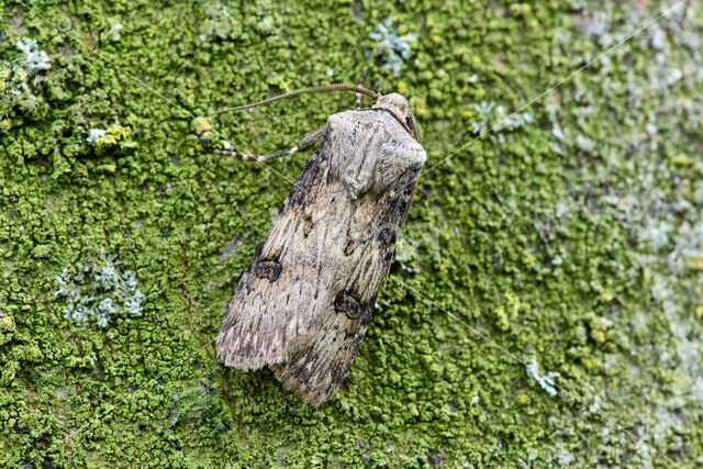 Shuttle-shaped Dart (Agrotis puta)