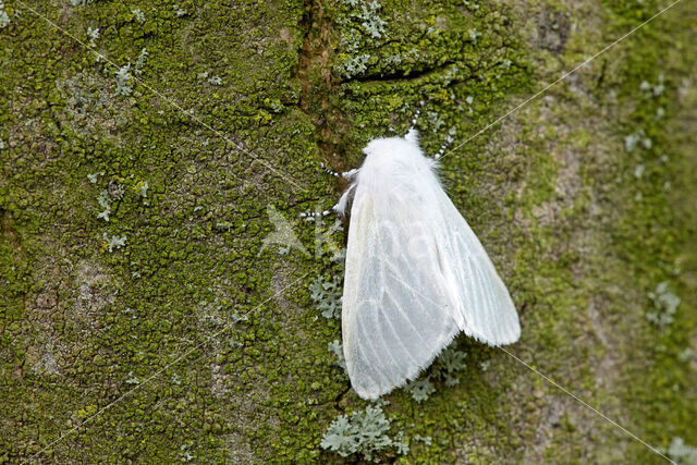 White Satin Moth (Leucoma salicis)