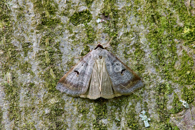 The Blackneck (Lygephila pastinum)