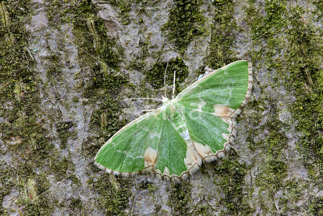 Blotched Emerald (Comibaena bajularia)