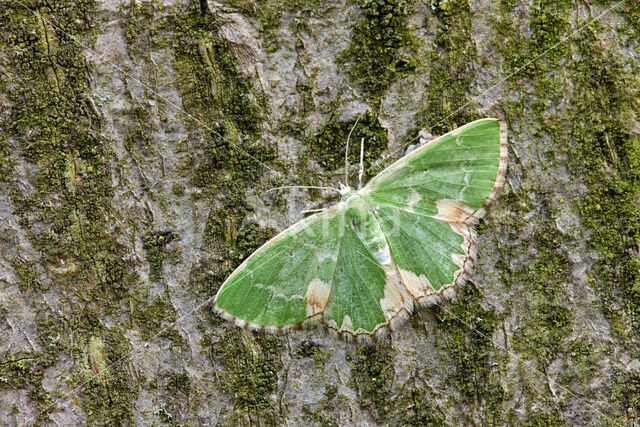 Blotched Emerald (Comibaena bajularia)