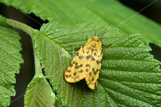 Purperbeer (Rhyparia purpurata)