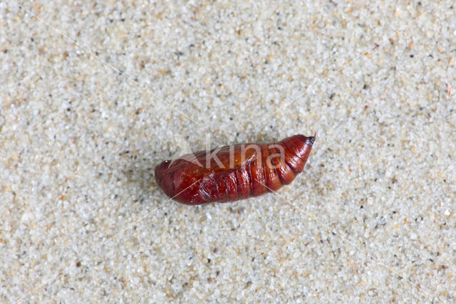 Wilgengouduil (Xanthia togata)