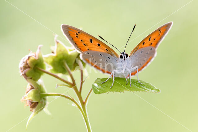 Large Copper (Lycaena dispar)