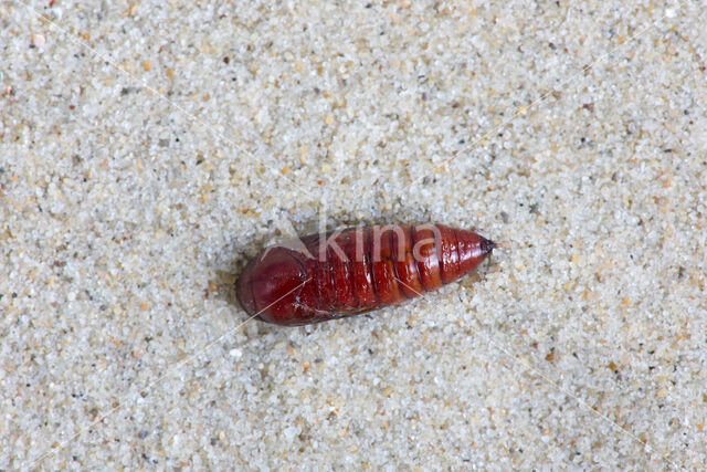 Wilgengouduil (Xanthia togata)