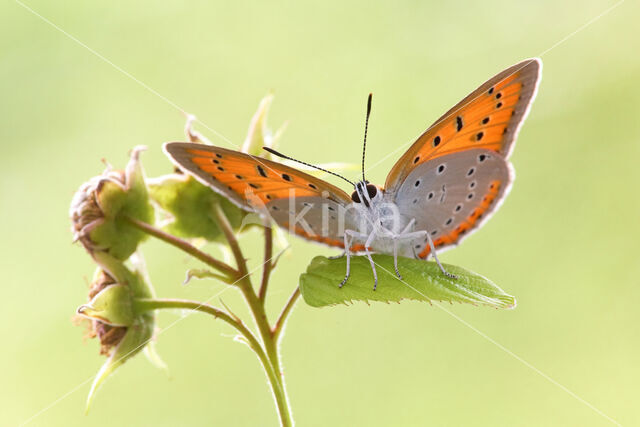 Large Copper (Lycaena dispar)