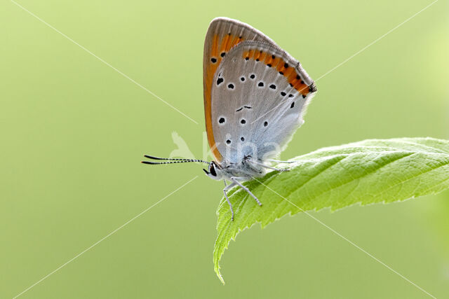 Large Copper (Lycaena dispar)