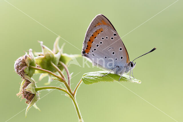 Large Copper (Lycaena dispar)