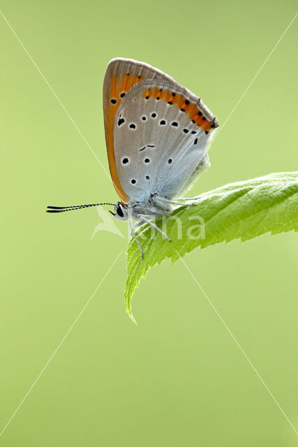 Large Copper (Lycaena dispar)