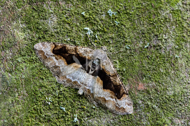 Variabele spikkelspanner (Alcis repandata)