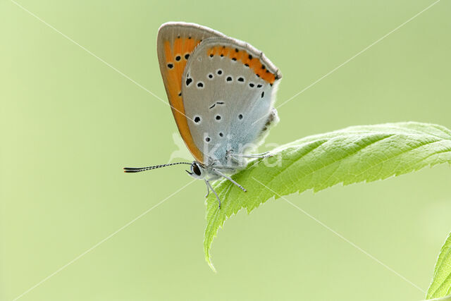 Large Copper (Lycaena dispar)