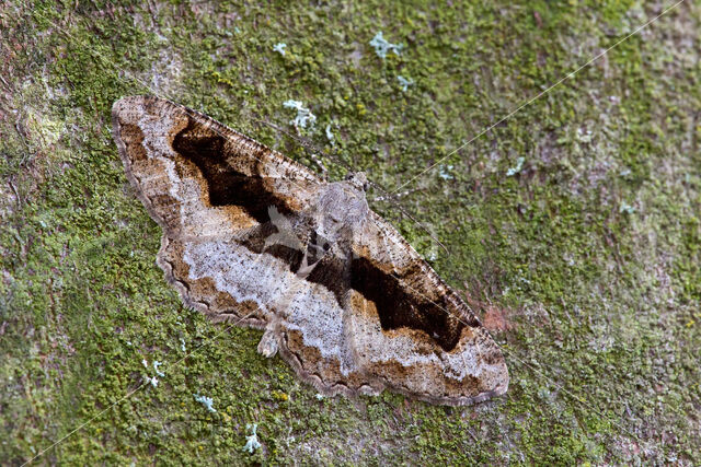 Variabele spikkelspanner (Alcis repandata)