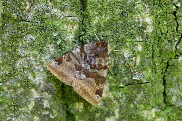 Burnet Companion (Euclidia glyphica)