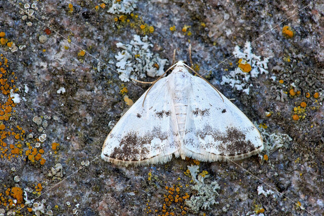 Clouded Silver (Lomographa temerata)